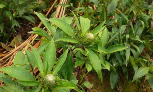 山莨菪碱禁忌症网-分享山莨菪碱片禁忌事项，山莨菪碱副作用知识库